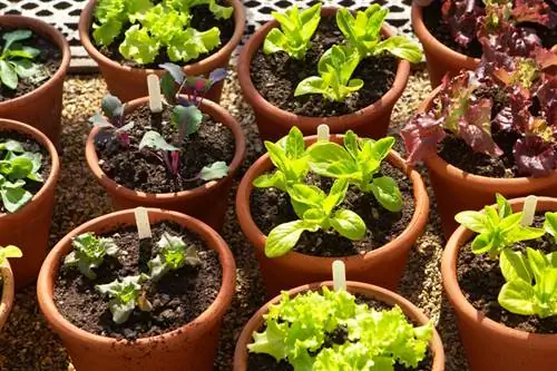 Balcony vegetables: This is how you can make lettuce in a pot