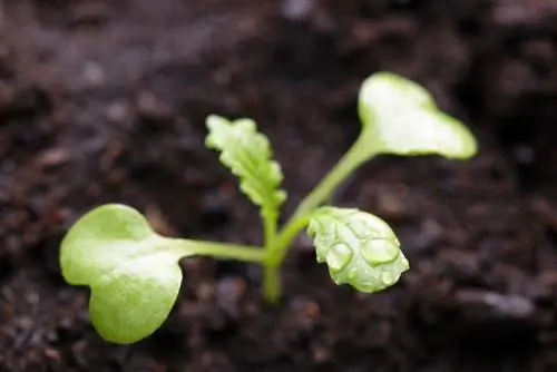 Berhasil menanam sawi di kebun Anda sendiri: tips dan trik