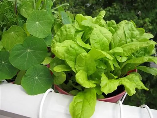 Slaai op die balkon: Dit is hoe dit perfek floreer