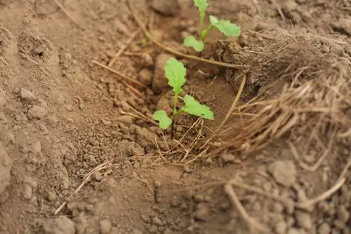 Mustard sowing