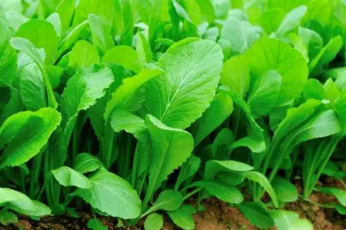 Green manure with mustard: How to enrich your garden soil