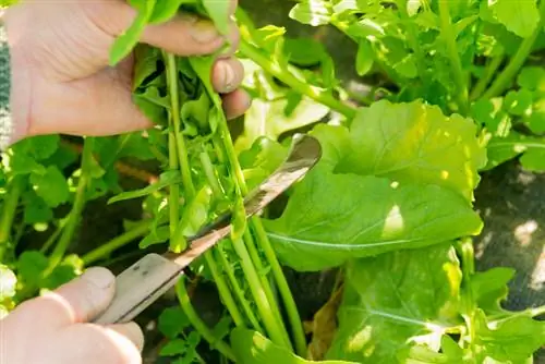 Harvest mustard leaves