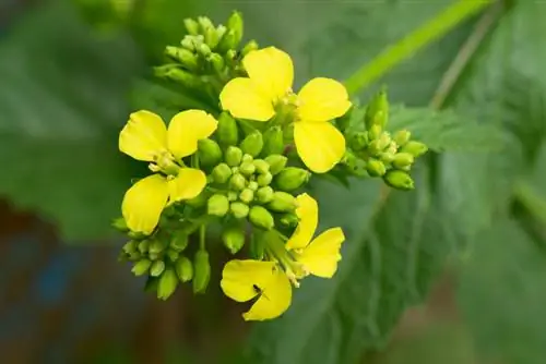 Mmea wa Mustard au rapa? Tofauti iko wapi?