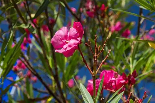 Oleander արմատական էտում