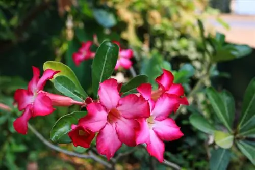 Oleander-ի հետ կապված բույսեր