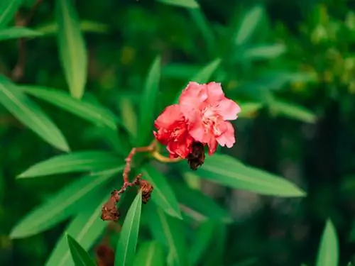 Tăiere de iarnă Oleander