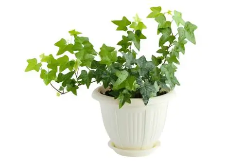 Ivy price: How much does the popular climbing plant cost?