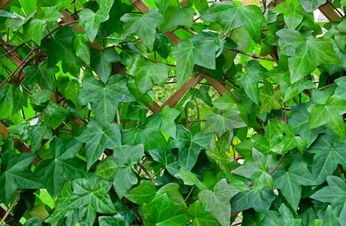 Ivy climbing aid