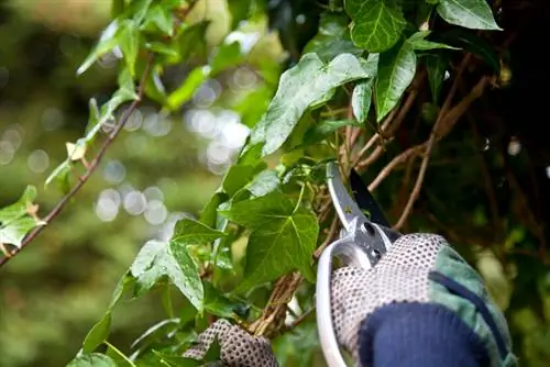 Ivy with fungal infestation: How to recognize and treat effectively?