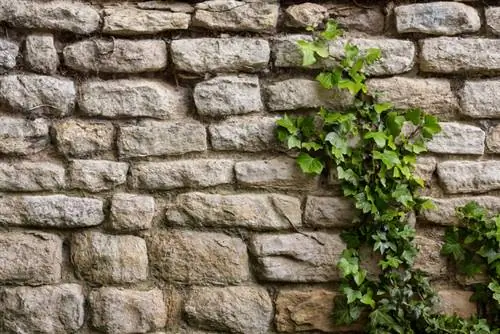 Let ivy climb: How to grow a green fence