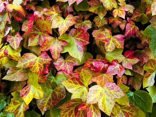 Lierre aux feuilles rouges : naturel ou douteux ?