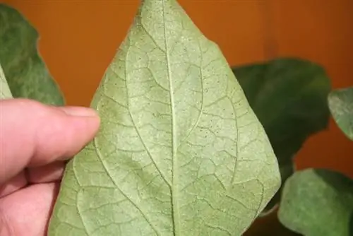 Spider mites ivy