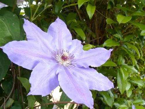 Clematis dan ivy