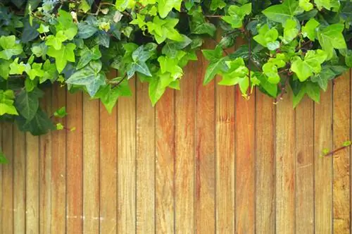 Ivy sheds leaves