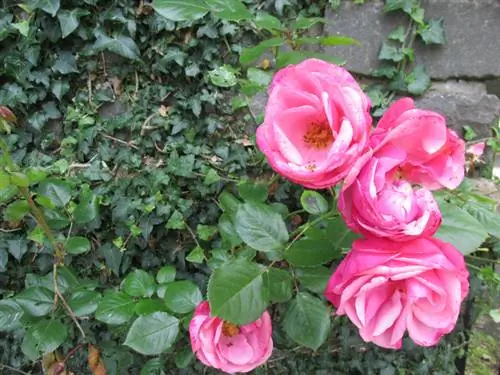 Somni del jardí: pètals de rosa vermella entre l'heura verda