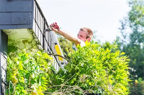 Klimop als onkruid: wat te doen tegen de hardnekkige plant?