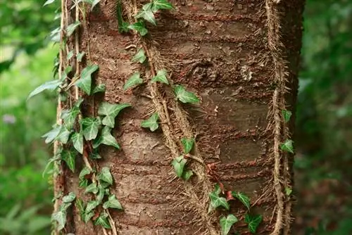 Racines de lierre : Tout sur les racines adhésives et les racines du sol