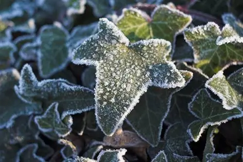 Hiedra que hiberna: cómo proteger la planta adecuadamente