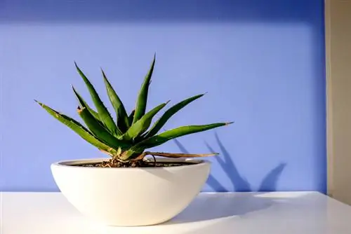 Agave pot size