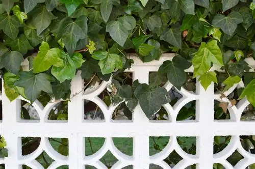 Plant ivy fence