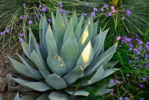 Bağdakı agaves: qulluq, yer və qışlama