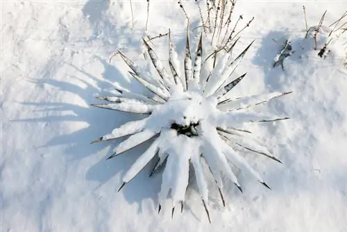 Agaves resistentes a las heladas: ¿Qué especies sobreviven al invierno?