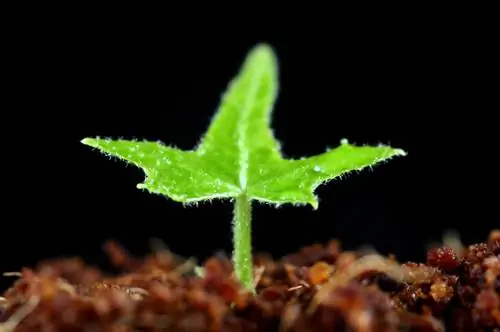 Arrancando hiedra: cómo propagar con éxito plantas de hiedra