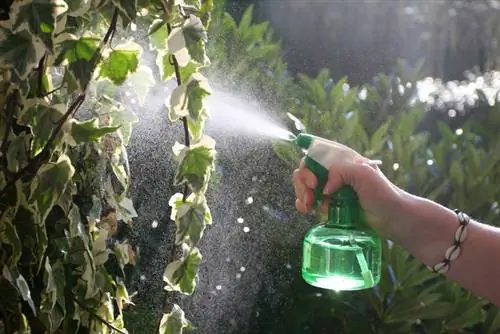 Klimop in die tuin? Verwyder dit effektief en permanent