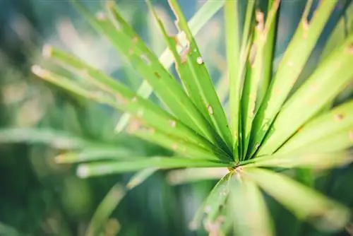 Daun palem terserang penyakit