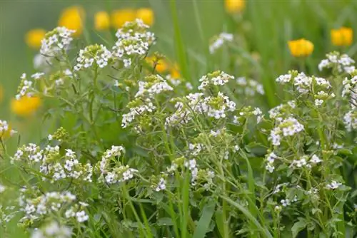 Tuinkers bloesem