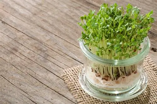 Enjoy garden cress all year round: This is how you plant it correctly