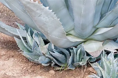 Separe los retoños de agave