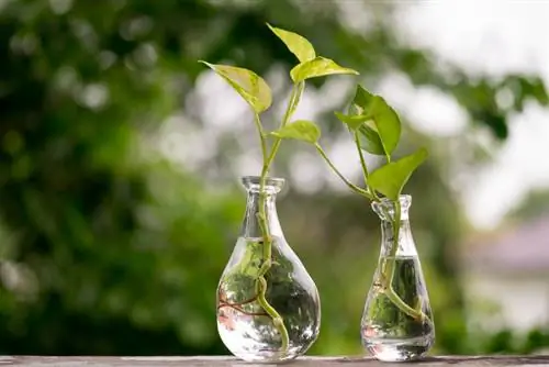 Ivy come filtro naturale dell'acqua negli acquari d'acqua dolce