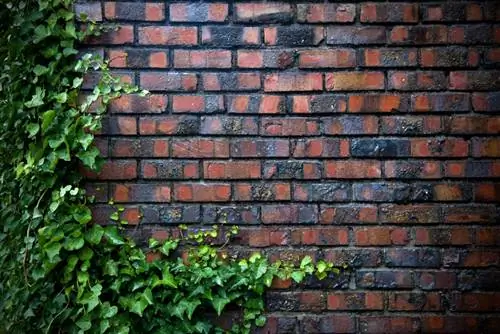 Piantare l'edera su un muro: quali sono i rischi?