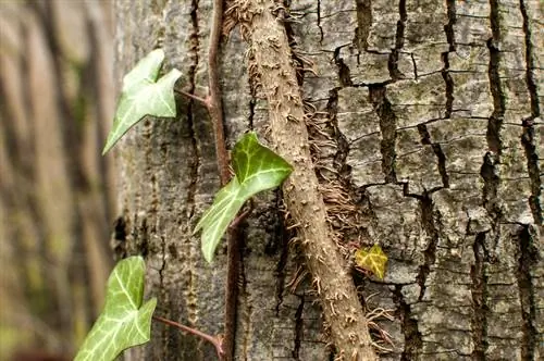 Ivy aerial roots