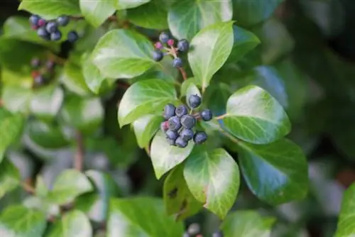 Frutti dell'edera: curiosità sulle loro proprietà