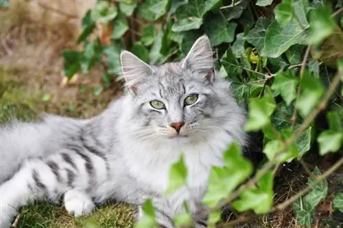 Hiedra mortal para los gatos