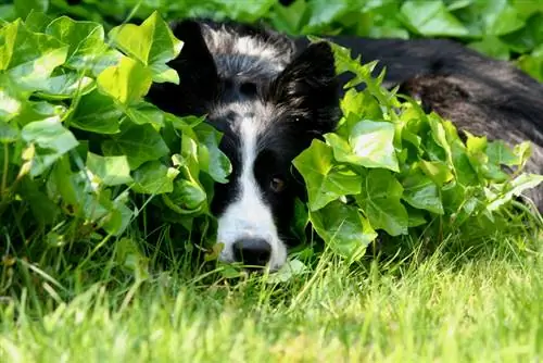 Ivy membawa maut kepada anjing