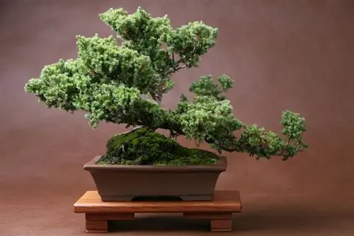 Bonsai di muschio