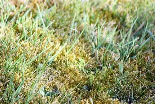 Iron fertilizer against moss: How to save your lawn