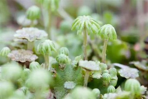 Conozca los tipos de musgo: caducifolio, hepática y hornwort