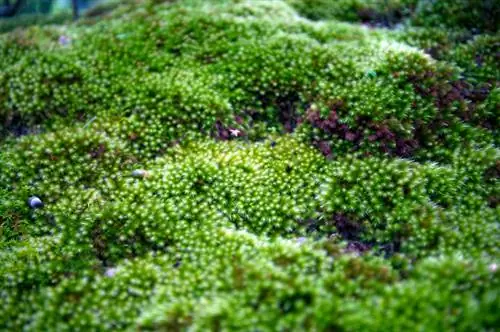 Grow moss