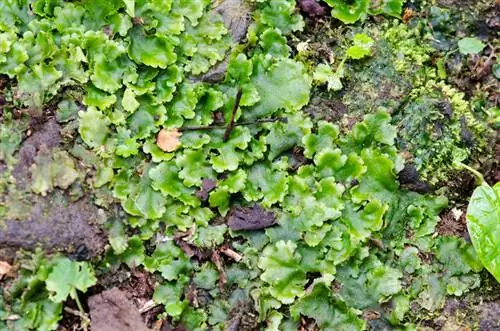 Lucha contra la hepática: métodos eficaces para el jardín y el césped