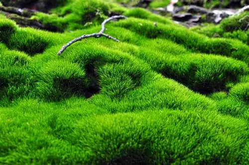 Moss as a ground cover: advantages and disadvantages at a glance