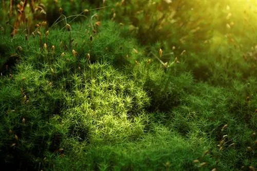 Muschi in giardino: tipologie e possibili utilizzi