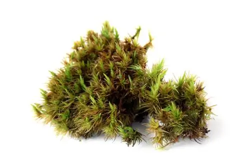 Deciduous moss characteristics