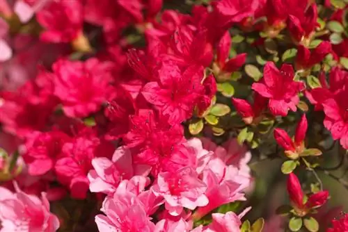 Cura òptima per a una azalea japonesa amb una floració exuberant