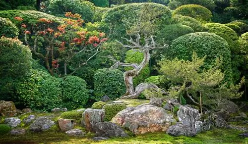 Moss Japanese garden