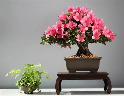 Nádherná japonská azalka Bonsai - umiestnenie, starostlivosť, strih