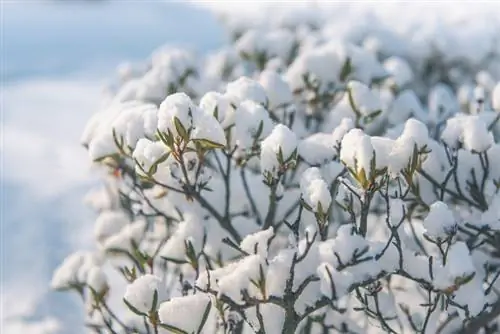 Japanse azalea: is hij echt winterhard?